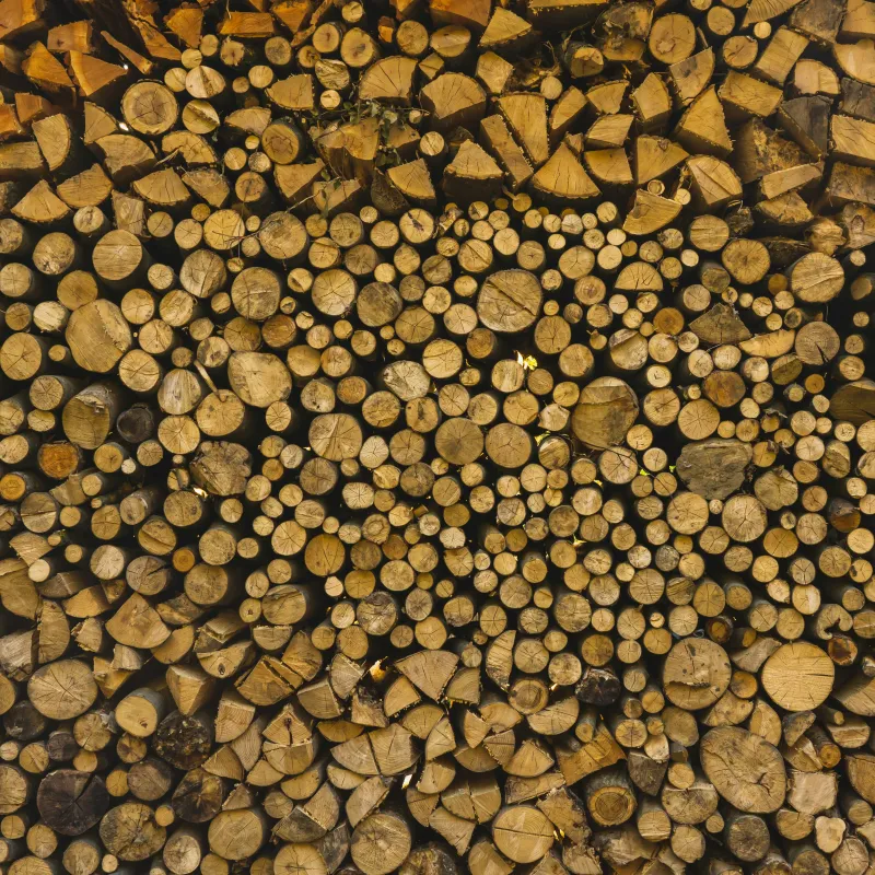 cutted trees